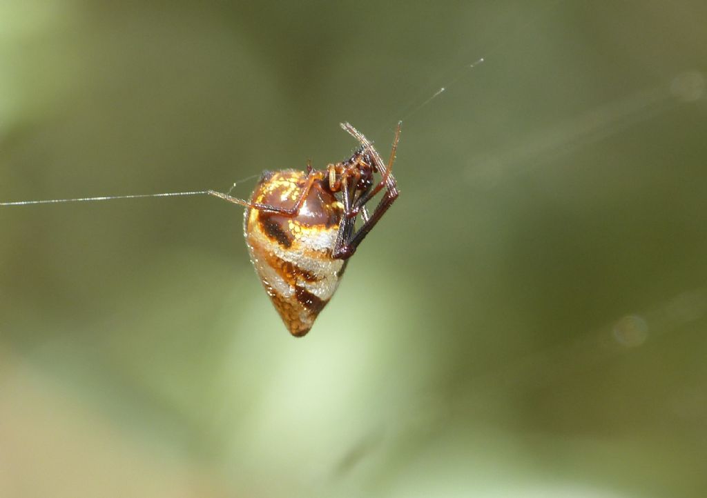 Araneidae - Argiope lobata